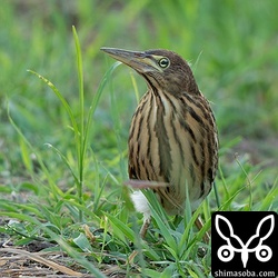 リュウキュウヨシゴイの幼鳥は今季初確認。