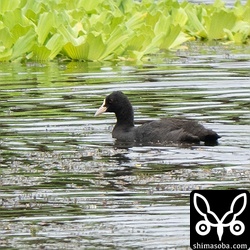 石垣島で越夏したオオバン。沖縄本島でも数年前から越夏するようになっています。石垣島でも今後、増えるかもしれませんね。