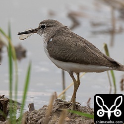 イソシギは増えて来ました。移動組が入って来ていると思われます。クマゼミの羽をタカブシギと取り合っていました。