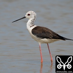 セイタカシギも少しだけ増えました。