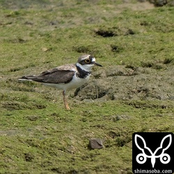 コチドリは今季初確認。