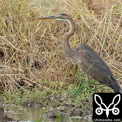 ムラサキサギの幼鳥。これからどんどん増えて成鳥に追い払われる姿をよく見るようになります。