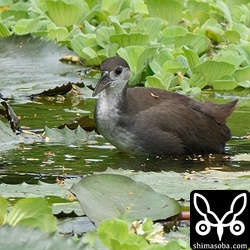 シロハラクイナの幼鳥。真っ黒のヒナをつれたペアにもよく遭遇します。ワンシーズンで複数回の繁殖を行うのかもしれません。