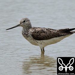 田んぼに現れた今季初のアオアシシギ。