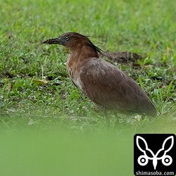 上の個体といたズグロミゾゴイのメス。今季の繁殖は成功したのでしょうか。