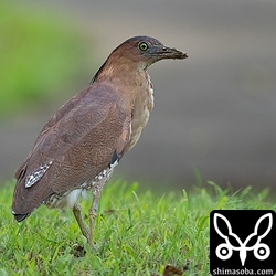 ズグロミゾゴイのオス。この時季、婚姻色はほとんど消えてしまっています。