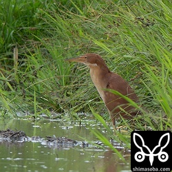 リュウキュウヨシゴイは繁殖を終え、成鳥、幼鳥とも出会いが多くなっています。