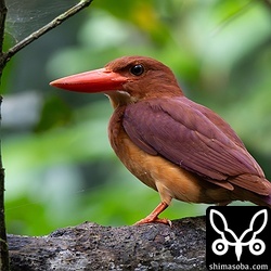 アカショウビンも繁殖を終えています。10月の初旬ごろまでは石垣島に滞在します。