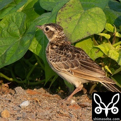 ヒバリの幼鳥。今年生まれがたくさんいました。