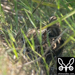 上と同個体。尾羽も何とか確認できました。
