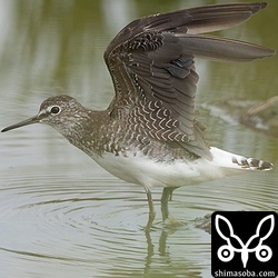 クサシギが数羽いました。