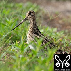 時折、採餌を休んで畔で休憩。