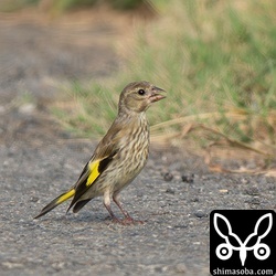 ワカラヒワの幼鳥も多く観察。