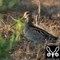 早朝の朝日に照らされるオオジシギ。