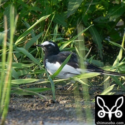 セグロセキレイを鳴き声で発見。しばらく待つと、草むらからちらちらと姿を現しました。