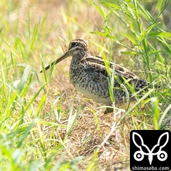 今回のジシギ合宿で最初に見たオオジシギ成鳥。遠かったけどうれしかった!!