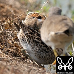 ケリに威嚇して尾羽を逆立てるオオジシギ。
