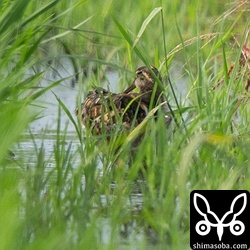 タマシギも発見。