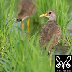毎回のことですが、ケリは多くの個体を確認。
