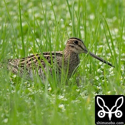 上と同個体。何かに驚くと隣の草むらに避難。