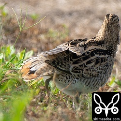 尾羽も見せてくれました。