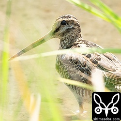 岡崎市で見たオオジシギの幼鳥。今回の合宿で唯一の幼鳥でした。ゆっくり観察したかったのですが、発見が近すぎてすぐに飛んでしまいました。