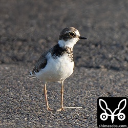くちばしの先が湾曲したコチドリを発見。たまに見ますね。