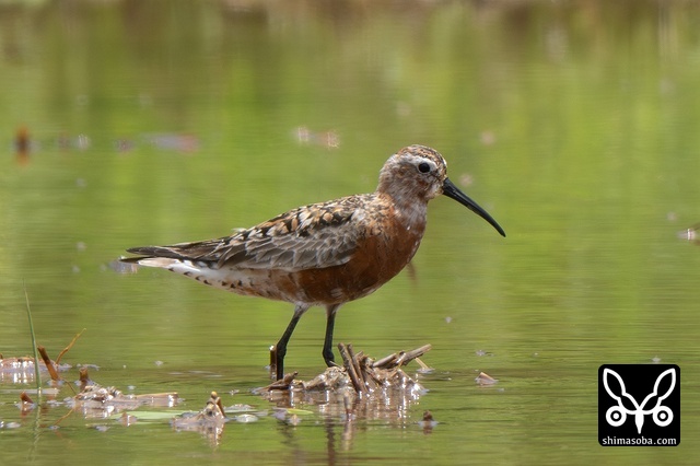 サルハマシギ