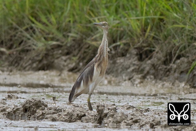 ジャワアカガシラサギ