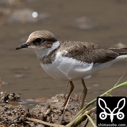 コチドリの幼鳥は今季初観察。