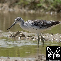 アオアシシギは成鳥が多くやってきています。