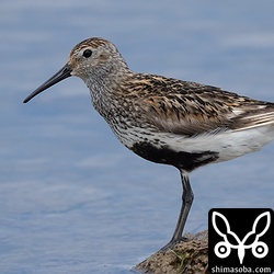 こちらも今季初のハマシギ。7月中の滑り込みで確認。この時期、夏羽がぼろぼろですね。