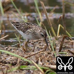タカブシギの群れに交じって、ヒバリシギが数羽飛来。今季初認です。