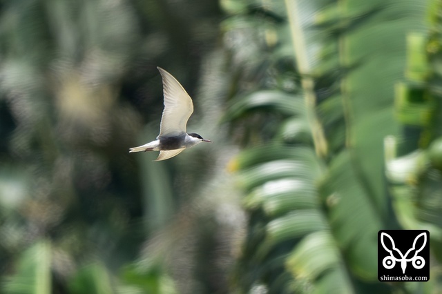 クロハラアジサシ