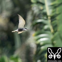 クロハラアジサシは小さな群れが水田地帯の上を飛び回っていました。