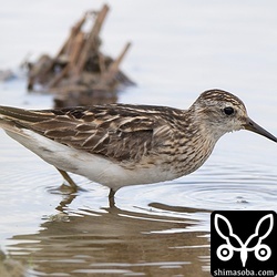 ヒバリシギ成鳥。擦り切れた夏羽後期です。