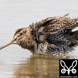 しばらくするとハリオシギは水浴びを始めました。