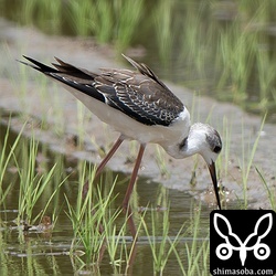 今季初となるセイタカシギの幼鳥。複数確認できました。