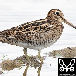 チュウジシギ成鳥。