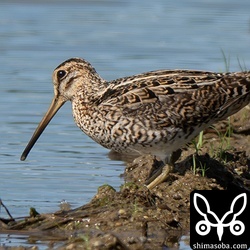 またまたチュウジシギ成鳥。