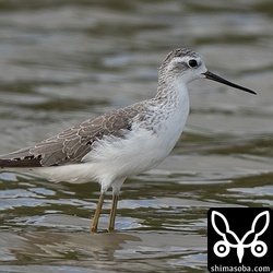 こちらは成鳥のコアオアシシギ。数羽を確認。