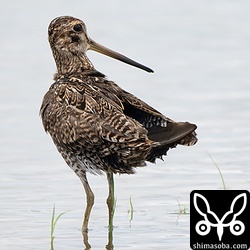 反対側の尾羽もしっかり見えています。