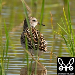 こちらも今季初幼鳥。ヒバリシギは成鳥、幼鳥ともに多数飛来中。