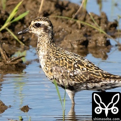 ムナグロはジシギを見ていたら11羽が目の前に舞い降りました。