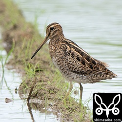 寸が詰まっていますがチュウジシギ成鳥。