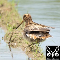 上と同個体。尾羽を見せてくれました。