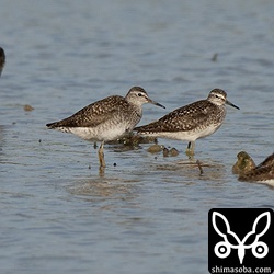 タカブシギ成鳥の群れ。多いエリアでは一枚の田んぼに数十羽が滞在。