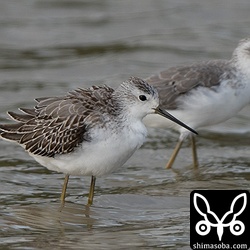 コアオアシシギも幼鳥(手前)を今季初確認。