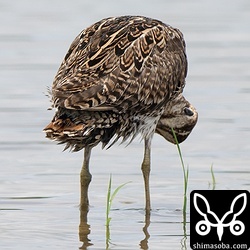 羽繕いで針のような尾羽を確認できました。