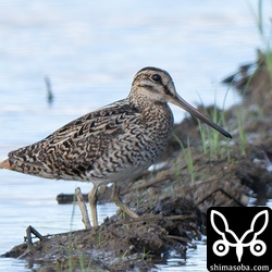 こちらもチュウジシギ成鳥。下の個体も合わせて、初認3日後の同じ田んぼの追加組。